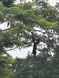 Monkeys in the tree at the pool