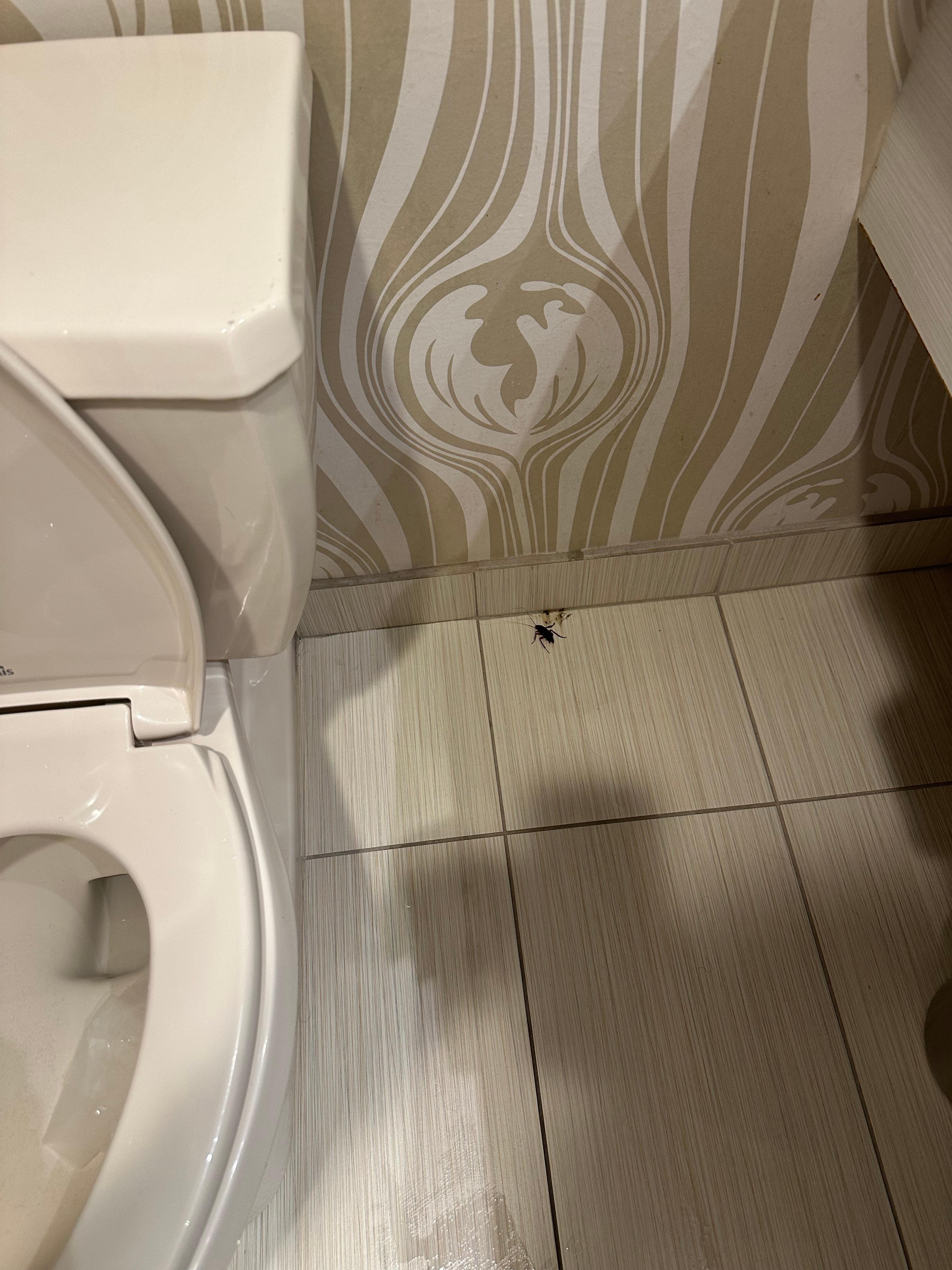 Blatta viva trovata in bagno 