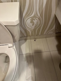 Blatta viva trovata in bagno