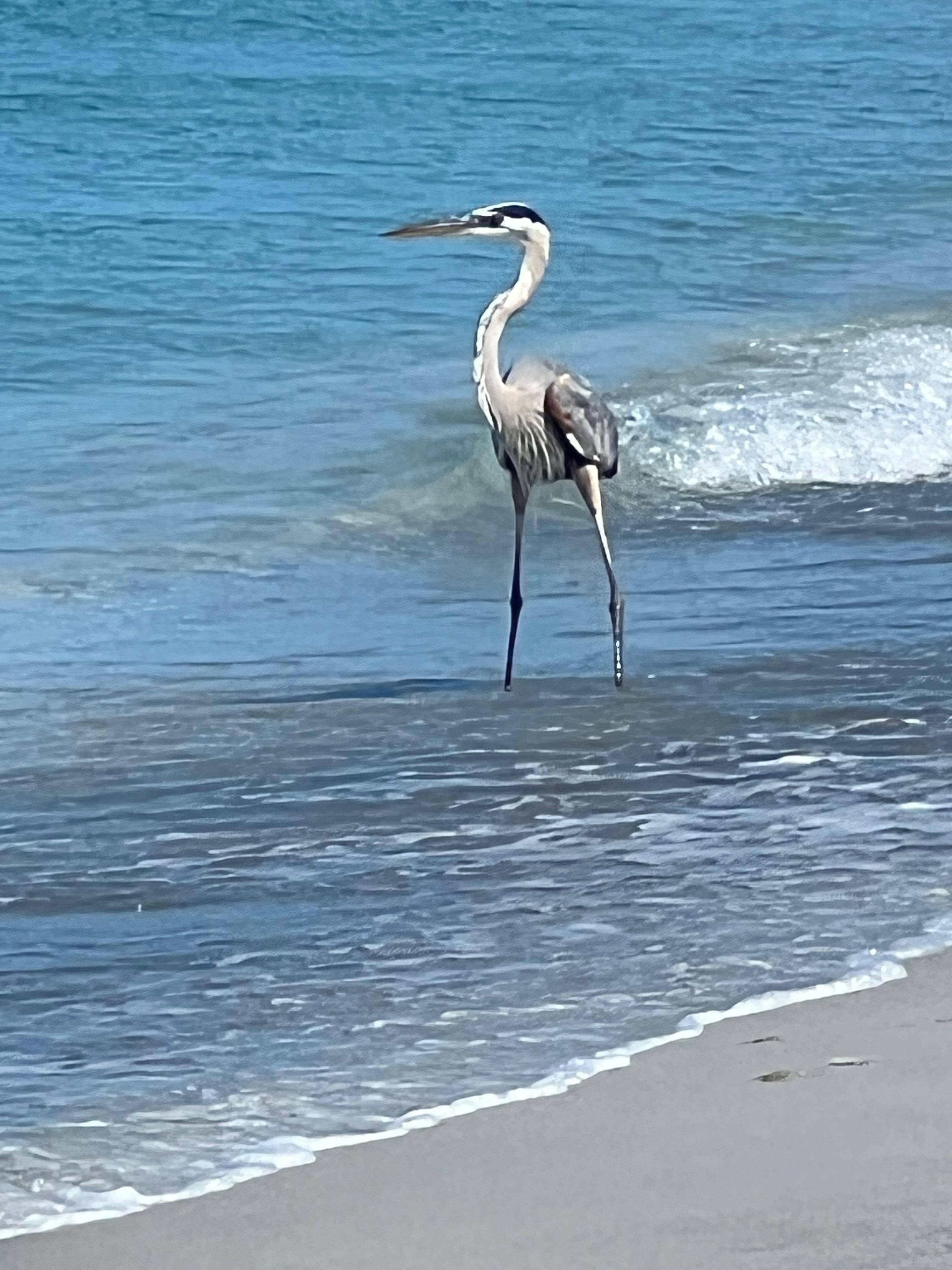 Blue heron on the beach