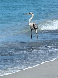 Blue heron on the beach