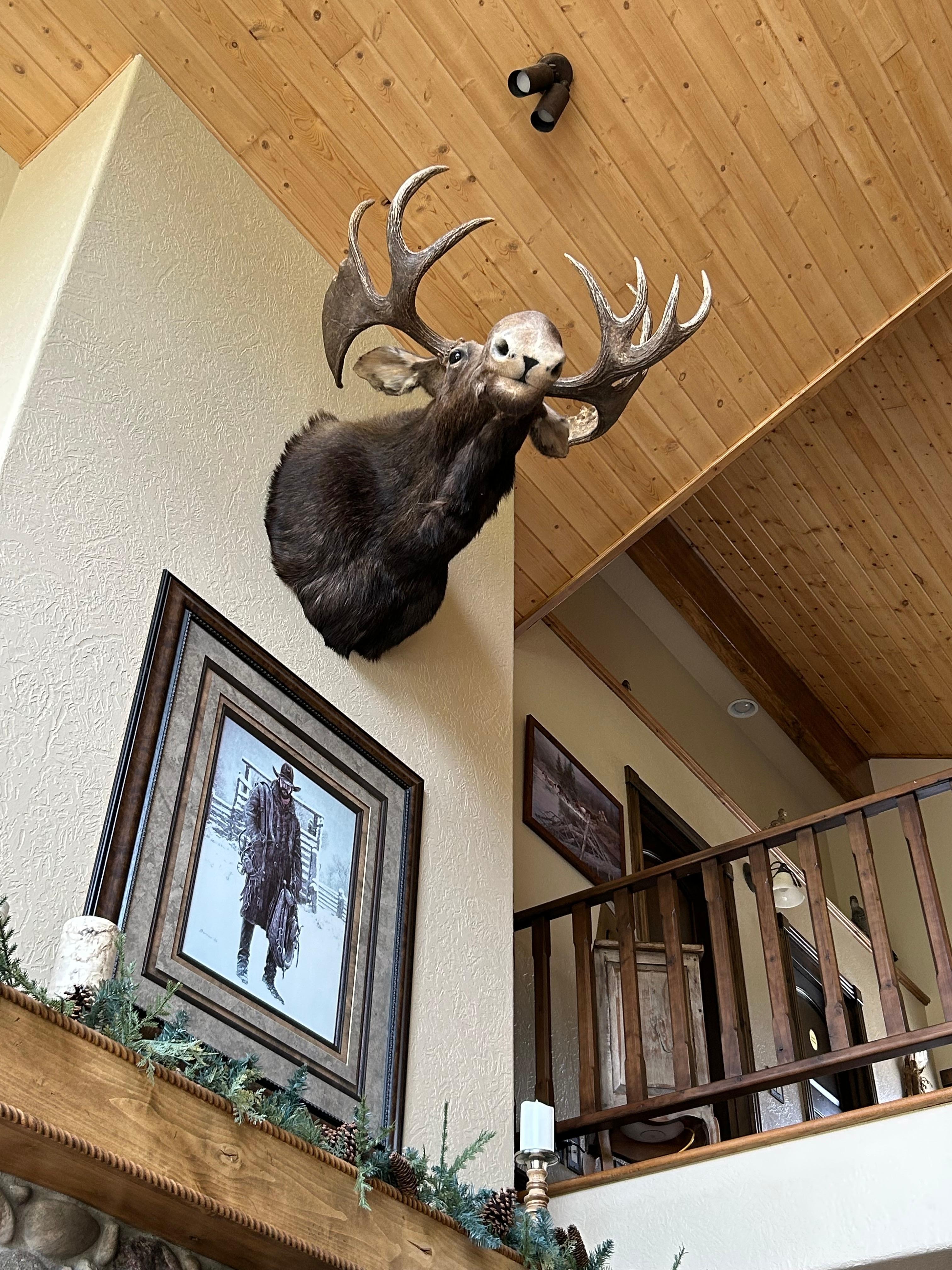 The Zoolander Moose. 