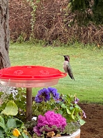 Hummingbird at feeder