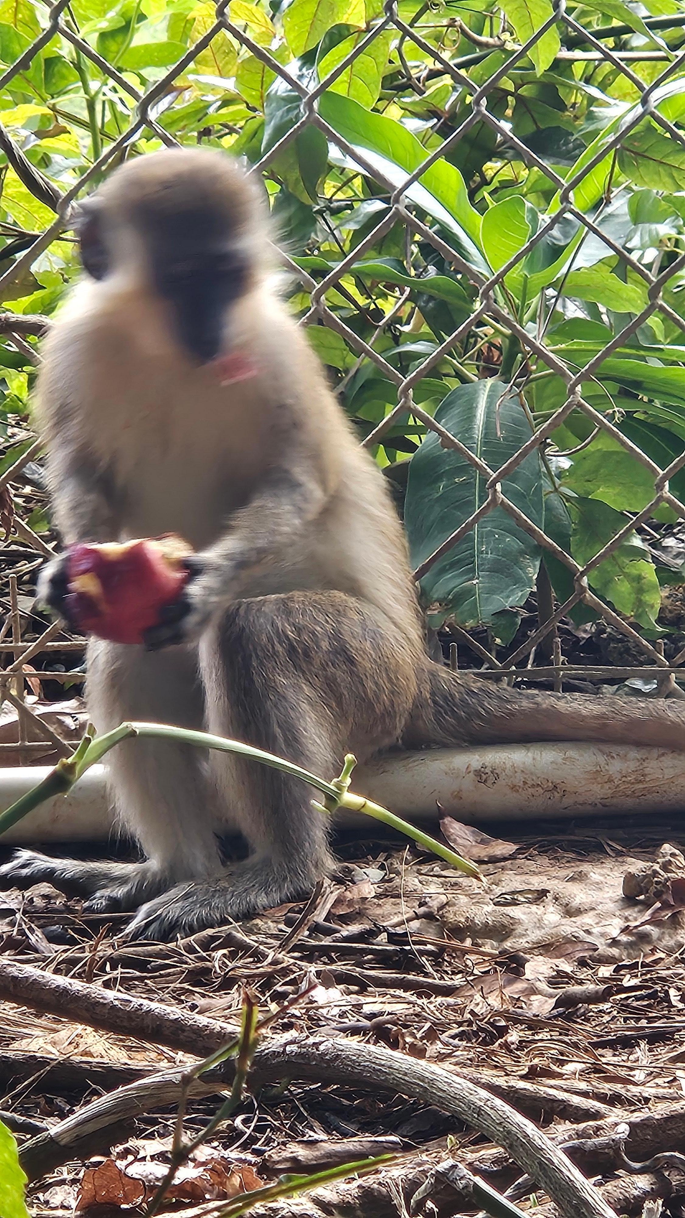 Wildlife Animal reserve