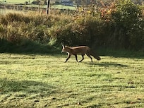 Visiting fox