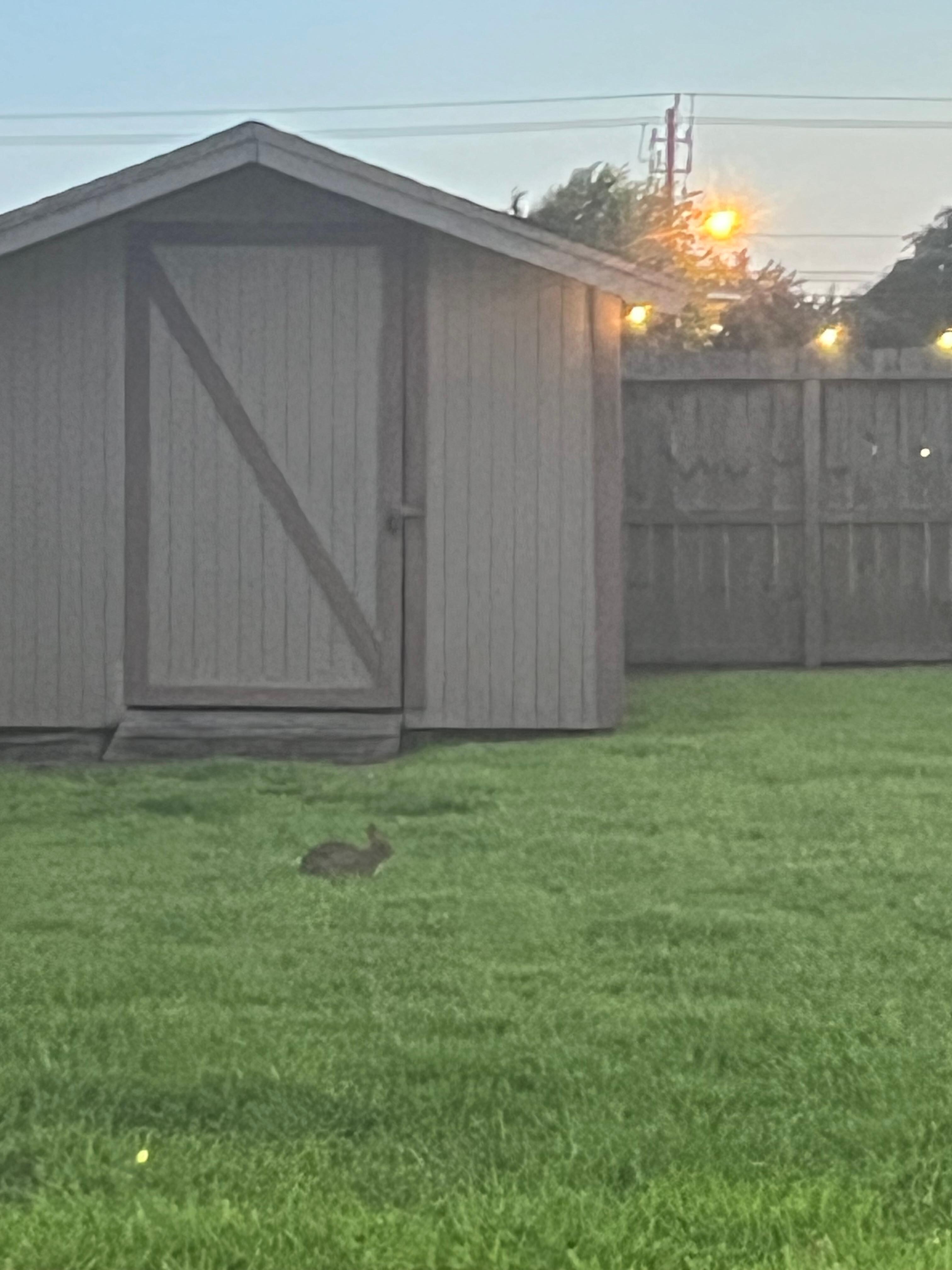 We saw a rabbit in the backyard!