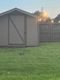 We saw a rabbit in the backyard!