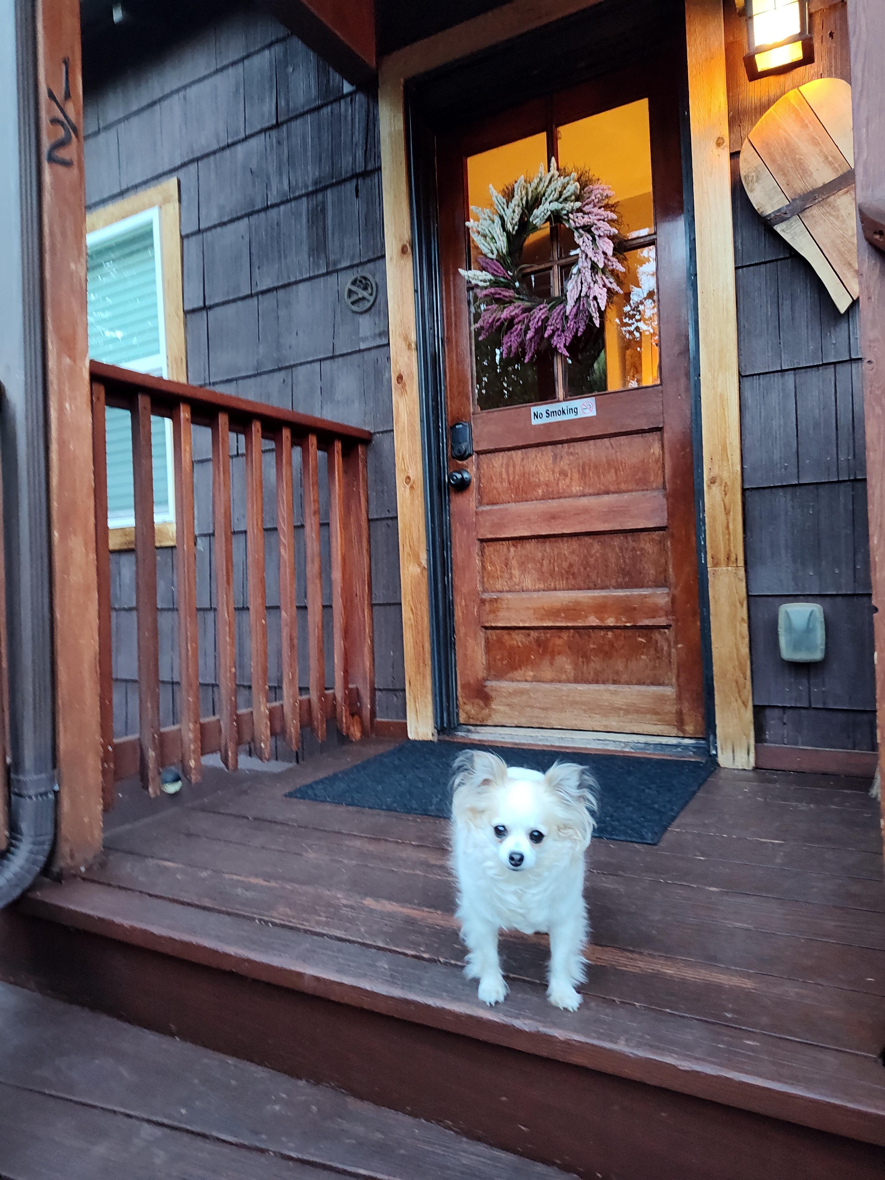 Love that this place is dog friendly!