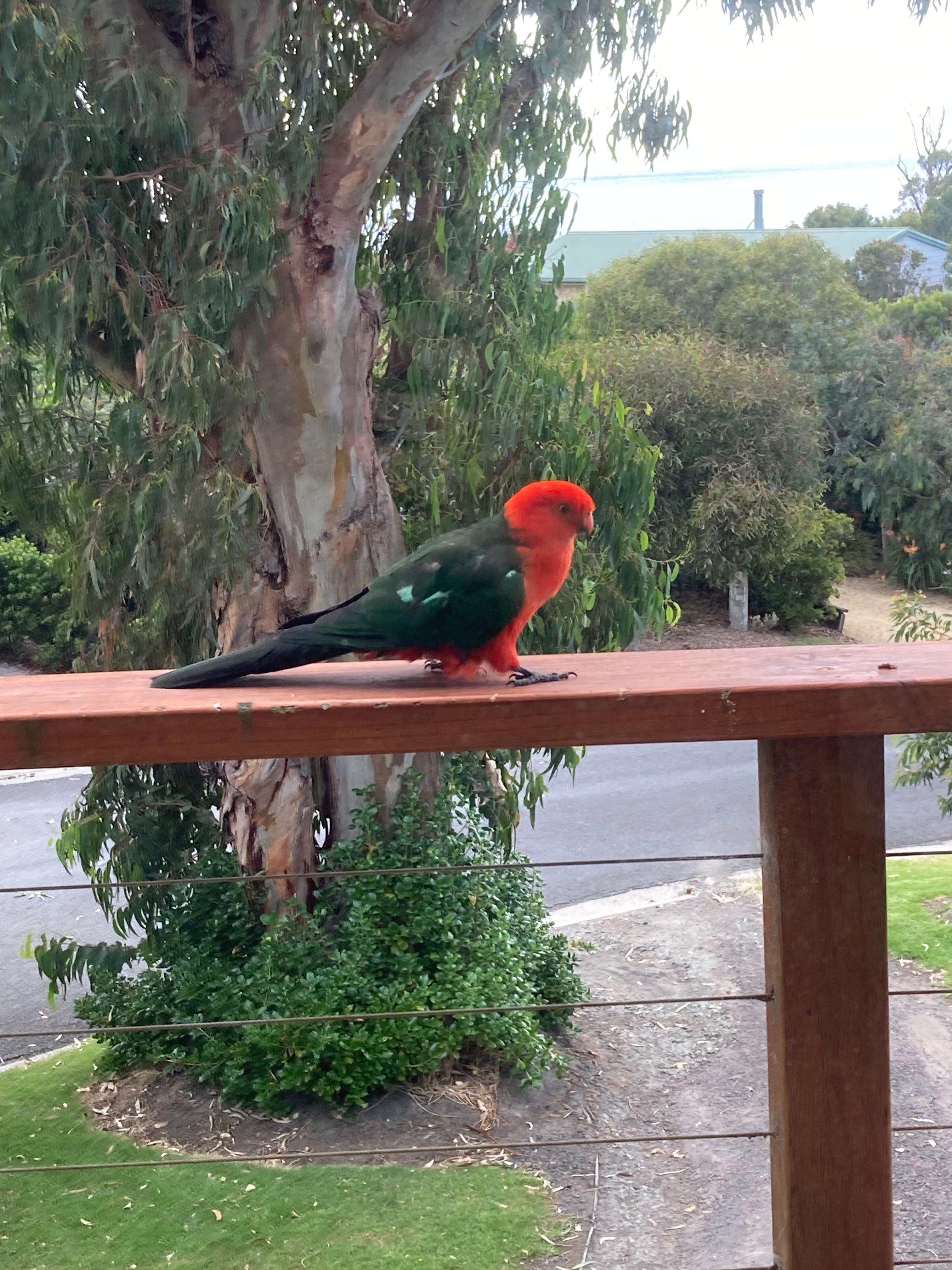 bird enjoying the view from the veranda