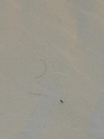 Pubic hairs on sheets!