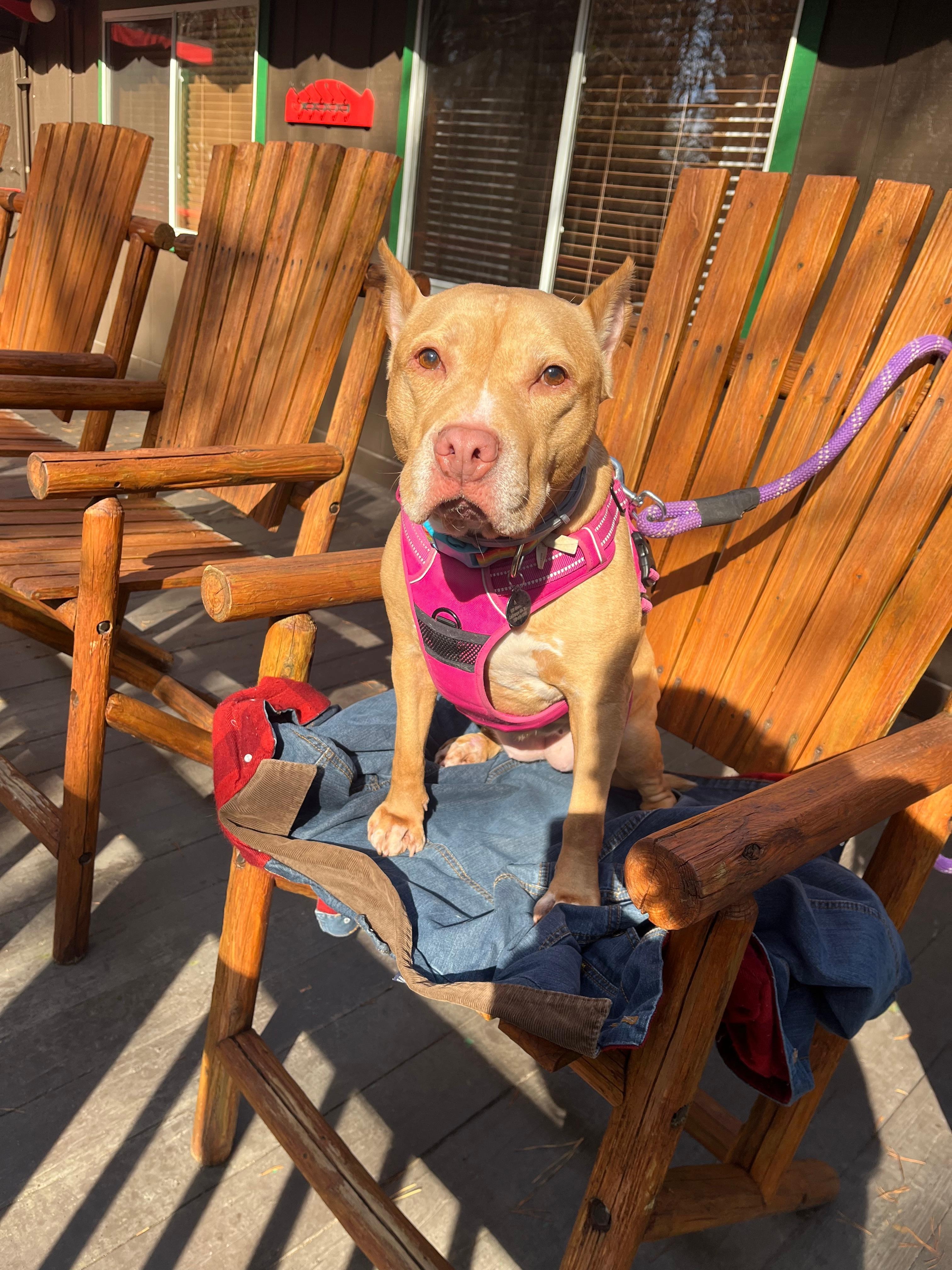 We and are our pup loved all the outdoor space! 