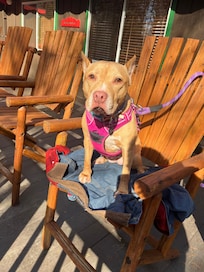 We and are our pup loved all the outdoor space!