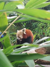 Un panda roux au zoo