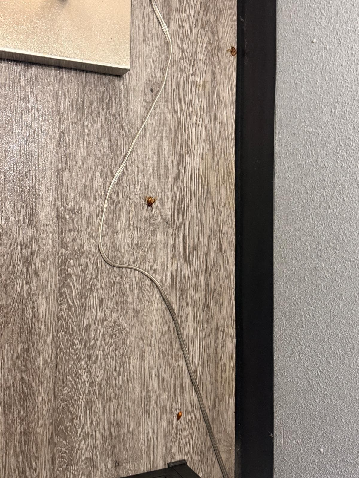 It felt like a few players from the cockroach football team were staying in the room with us.
