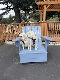The dogs posing, Gracie & Woody