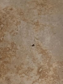 Cockroach in the bathroom