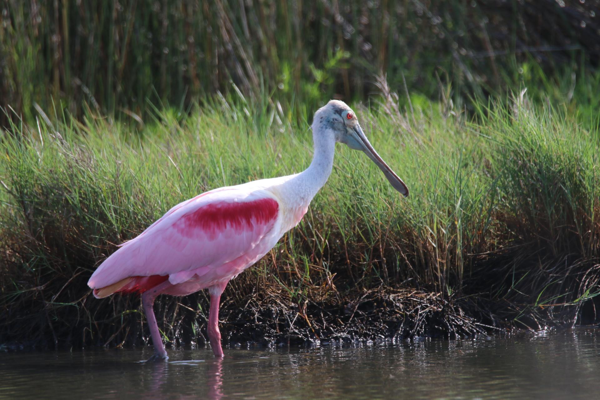 Spoonbill