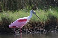 Spoonbill