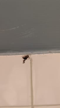 Larger dead roach that I killed on the shower wall