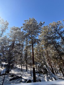 Feel like were in a forest