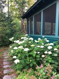 Screened porch nestled among plants