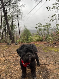 Louie in the upper yard area