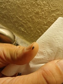 Roach