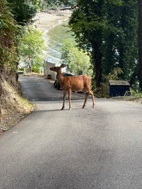 Deer everywhere including babies which were too fast to photo