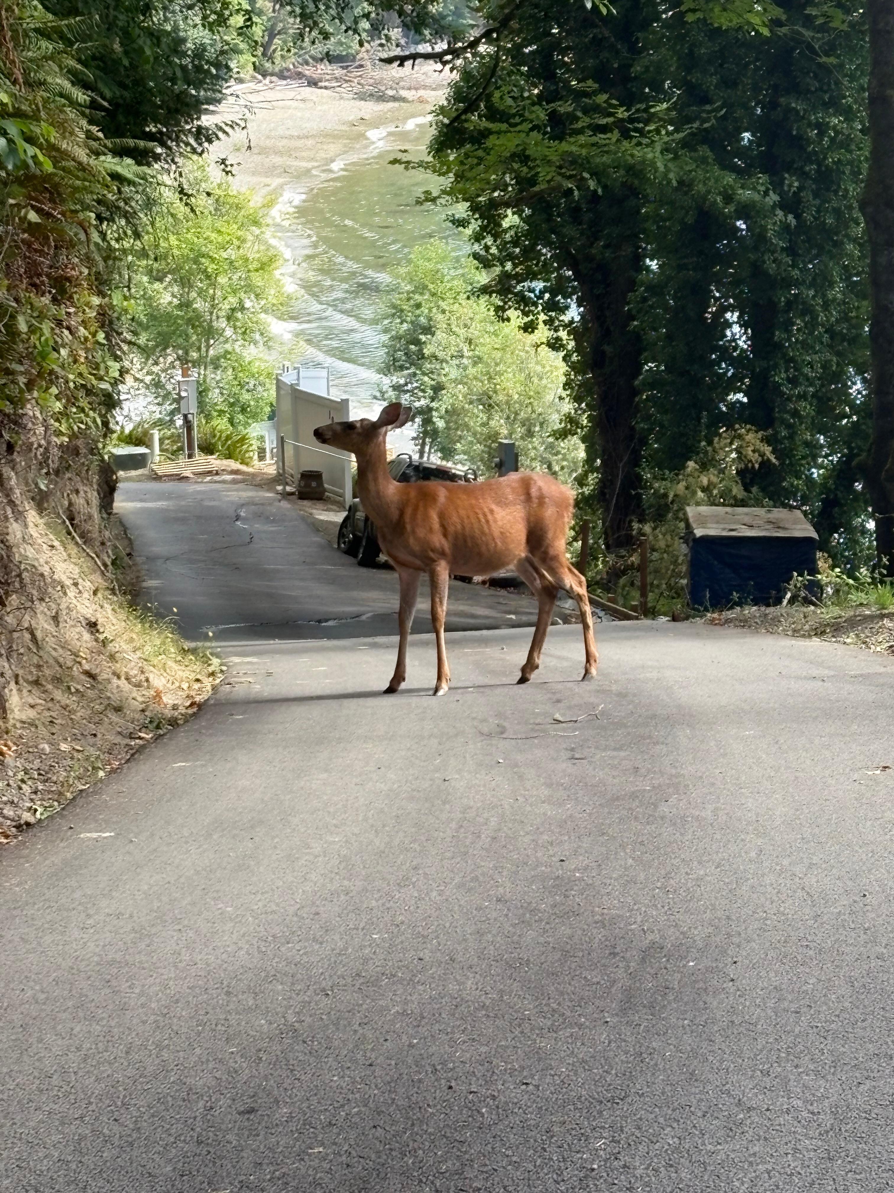 Deer everywhere including babies which were too fast to photo