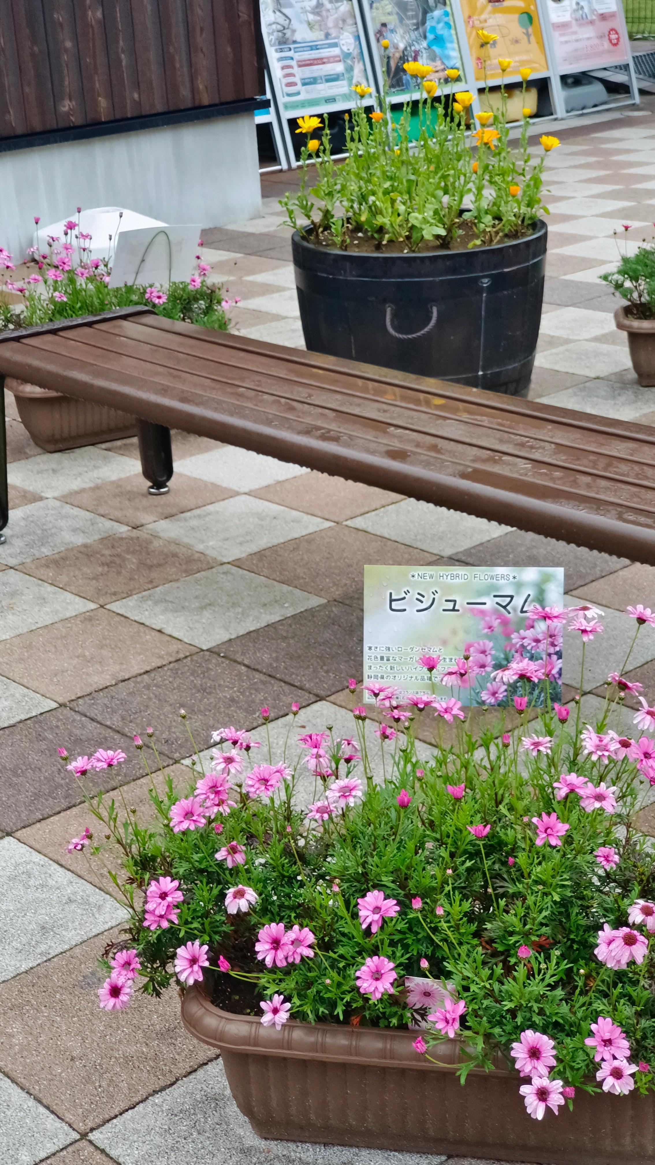 天空步道的花卉