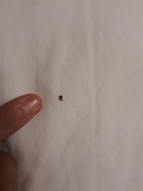 Bed bugs.
