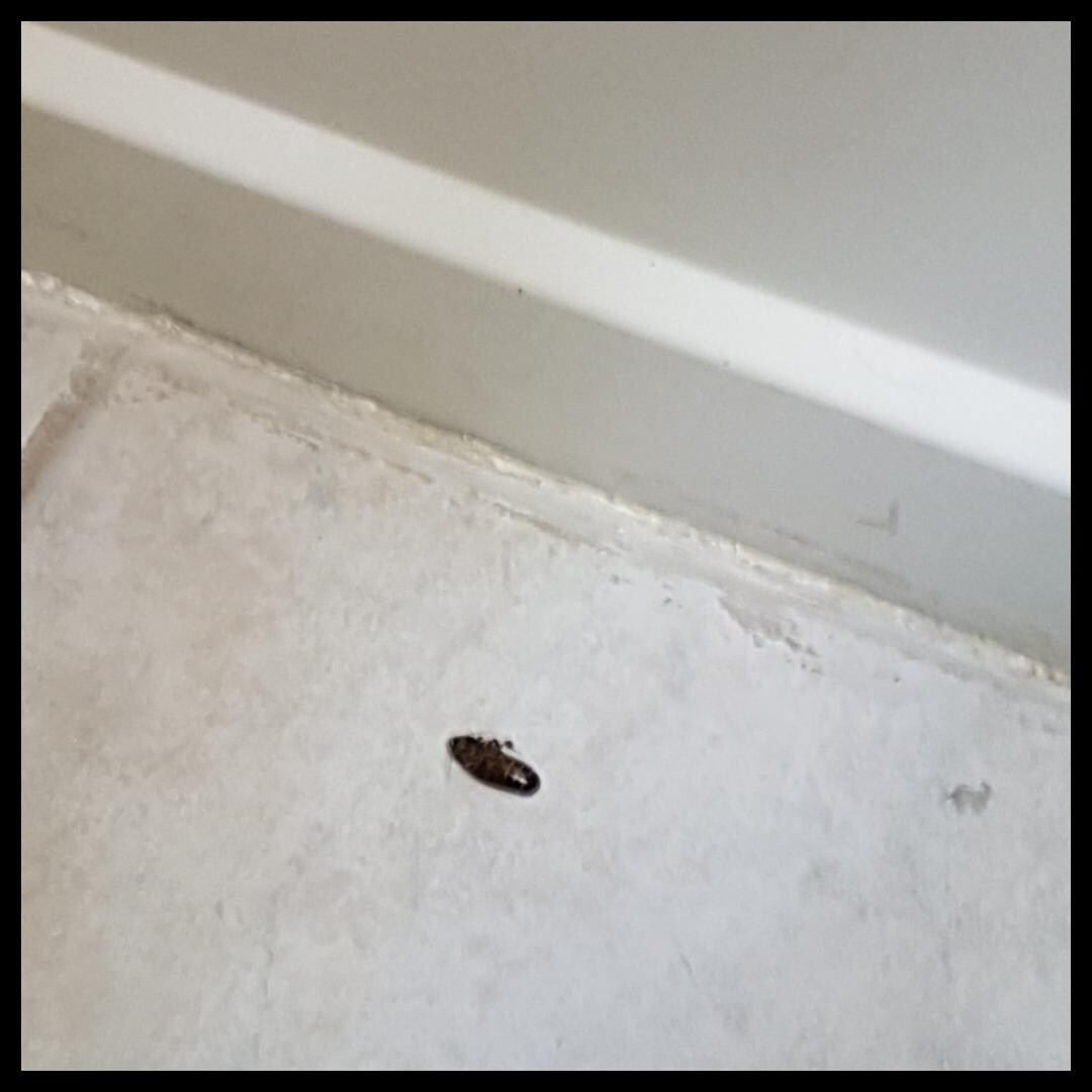 The roach in the bathroom