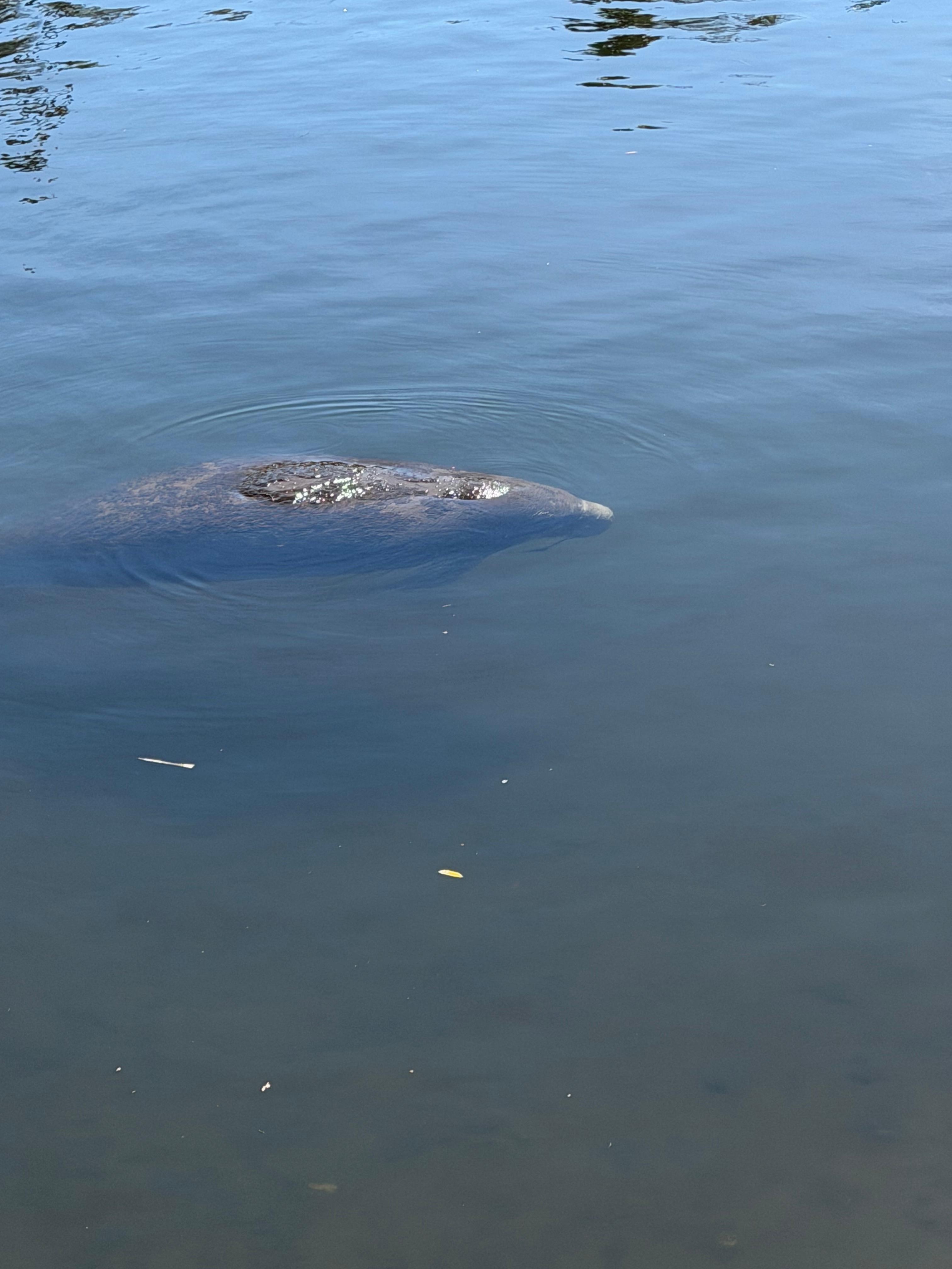 Manatee 