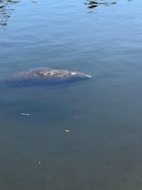 Manatee