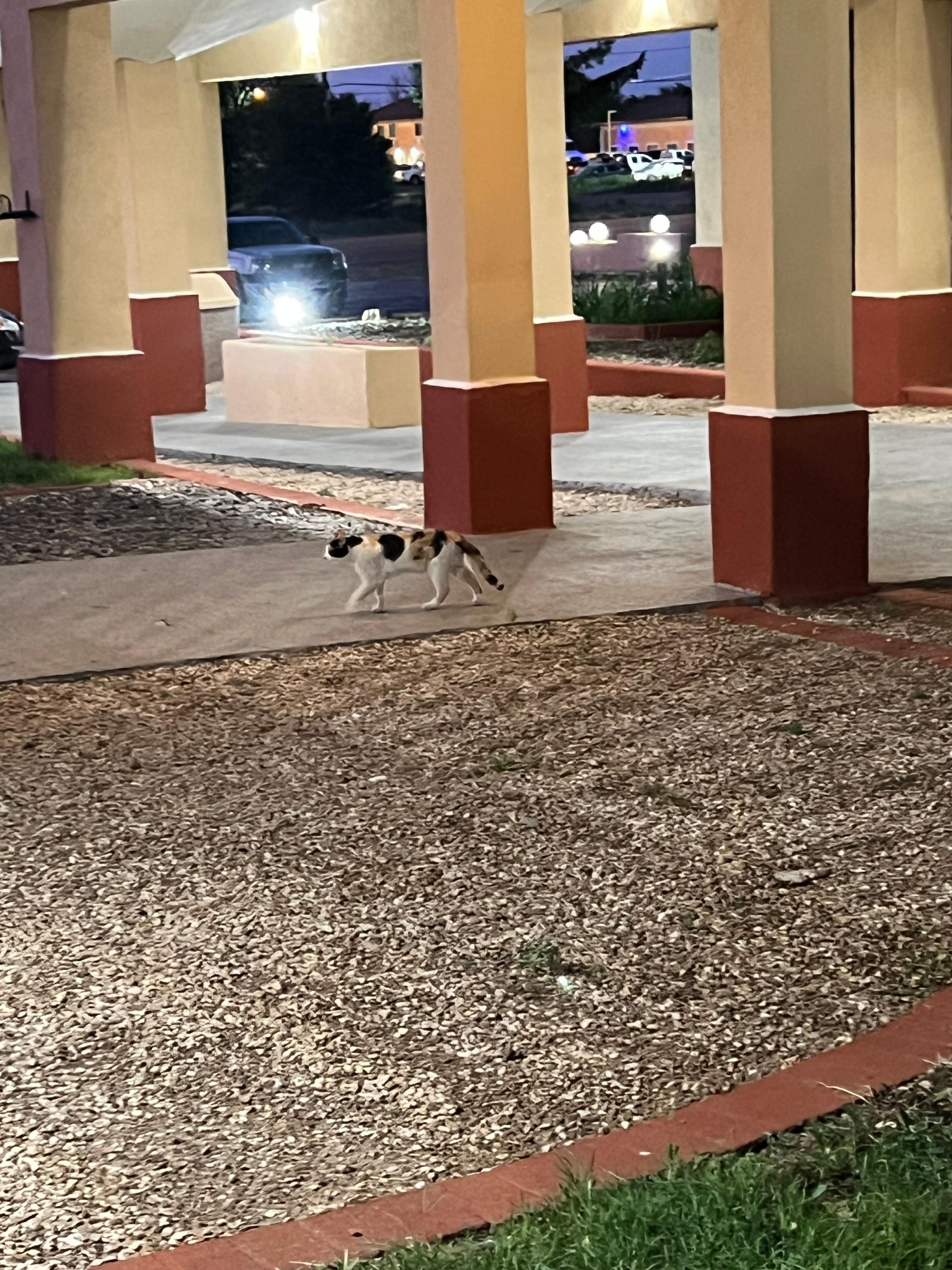 Stray cats