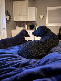 blue blanket is my dog travel blanket, not bedding provided. I try to cover the bed, knowing dogs will get on it.