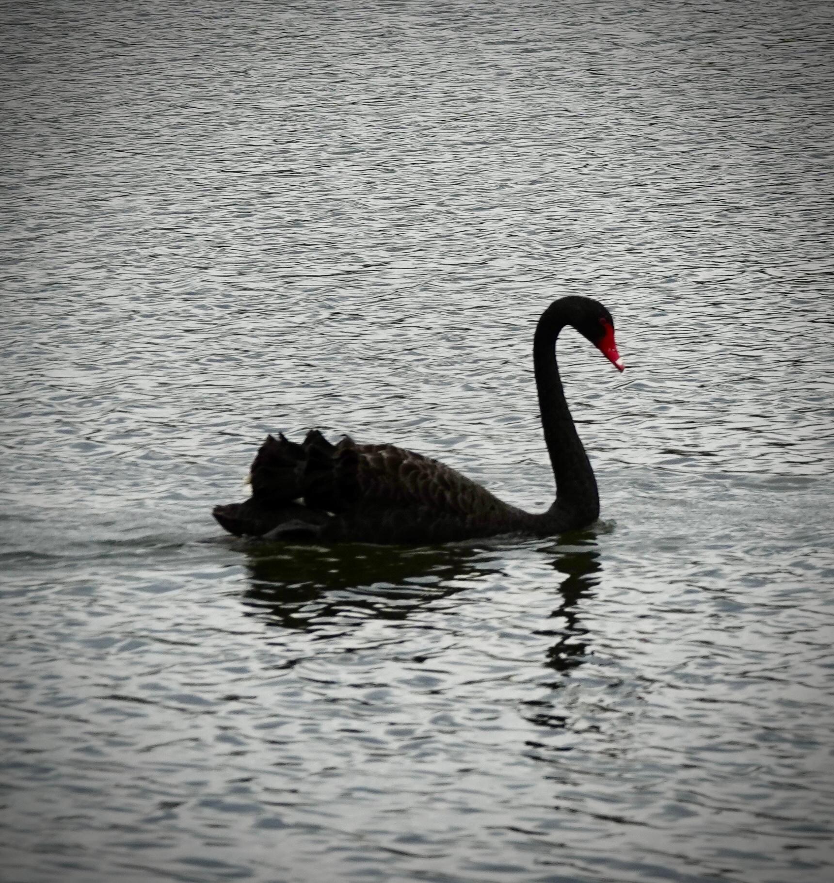 Black Swan