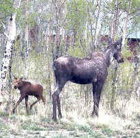 Moose cow and calf outside kitchen window at the Cabin.