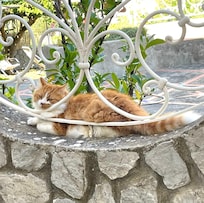 Friendly kitty next door