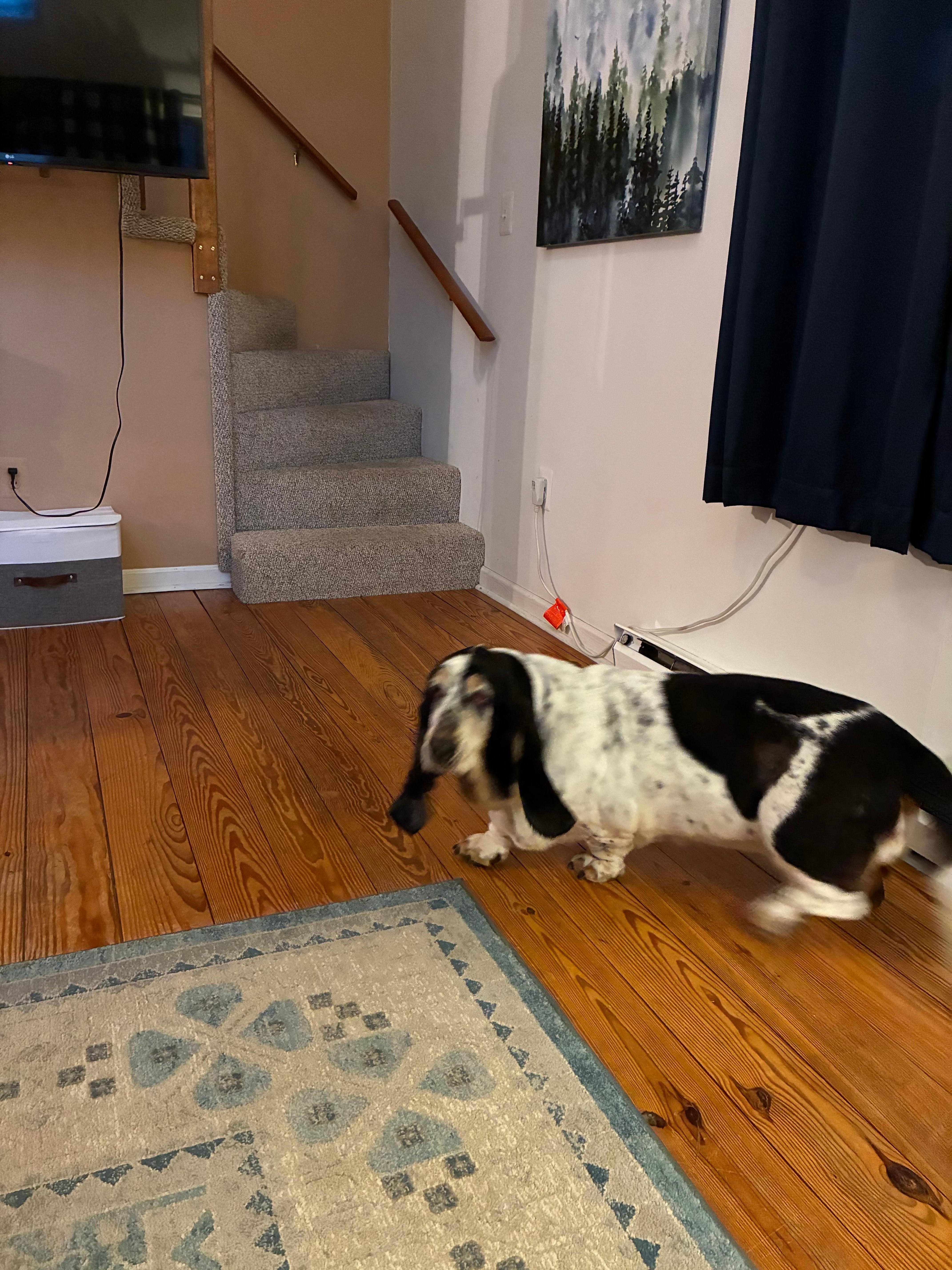 Hazel loved napping in front of of the fire.