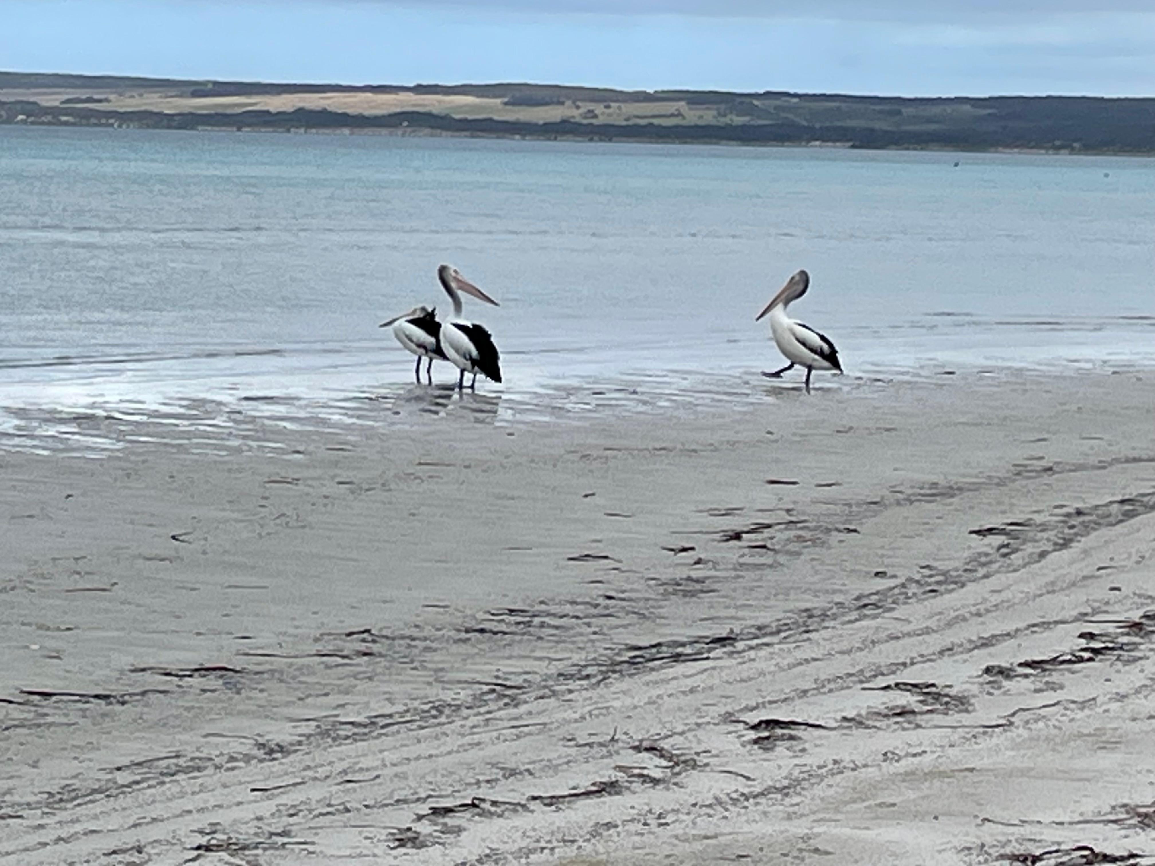 Pelicans on Island Beach