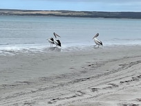 Pelicans on Island Beach