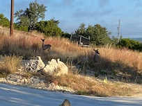 A couple of deer in the neighborhood