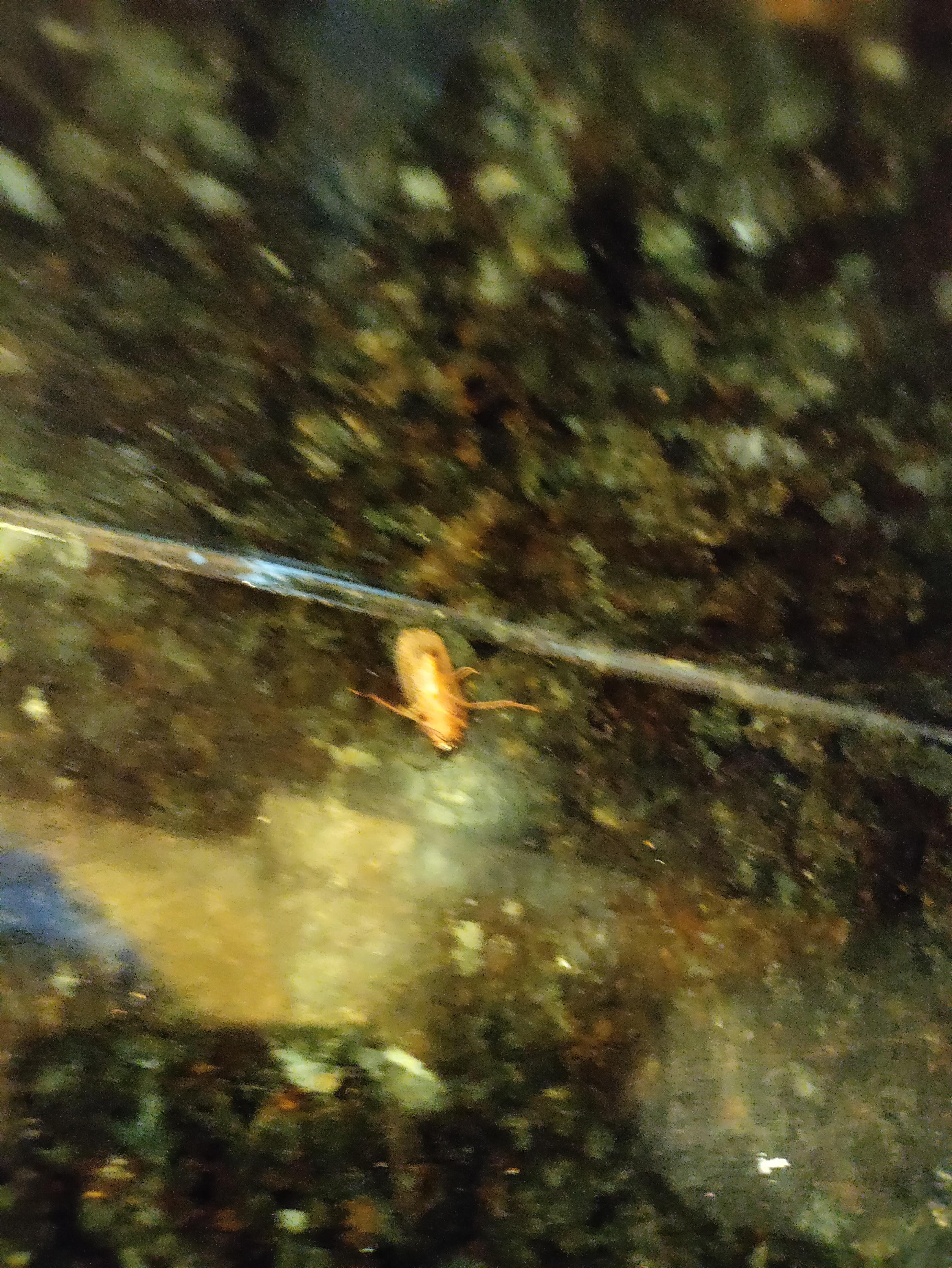That's the dead cockroach after we had to spray. We didn't go on this trip to kill bugs. We didn't take any other photos.