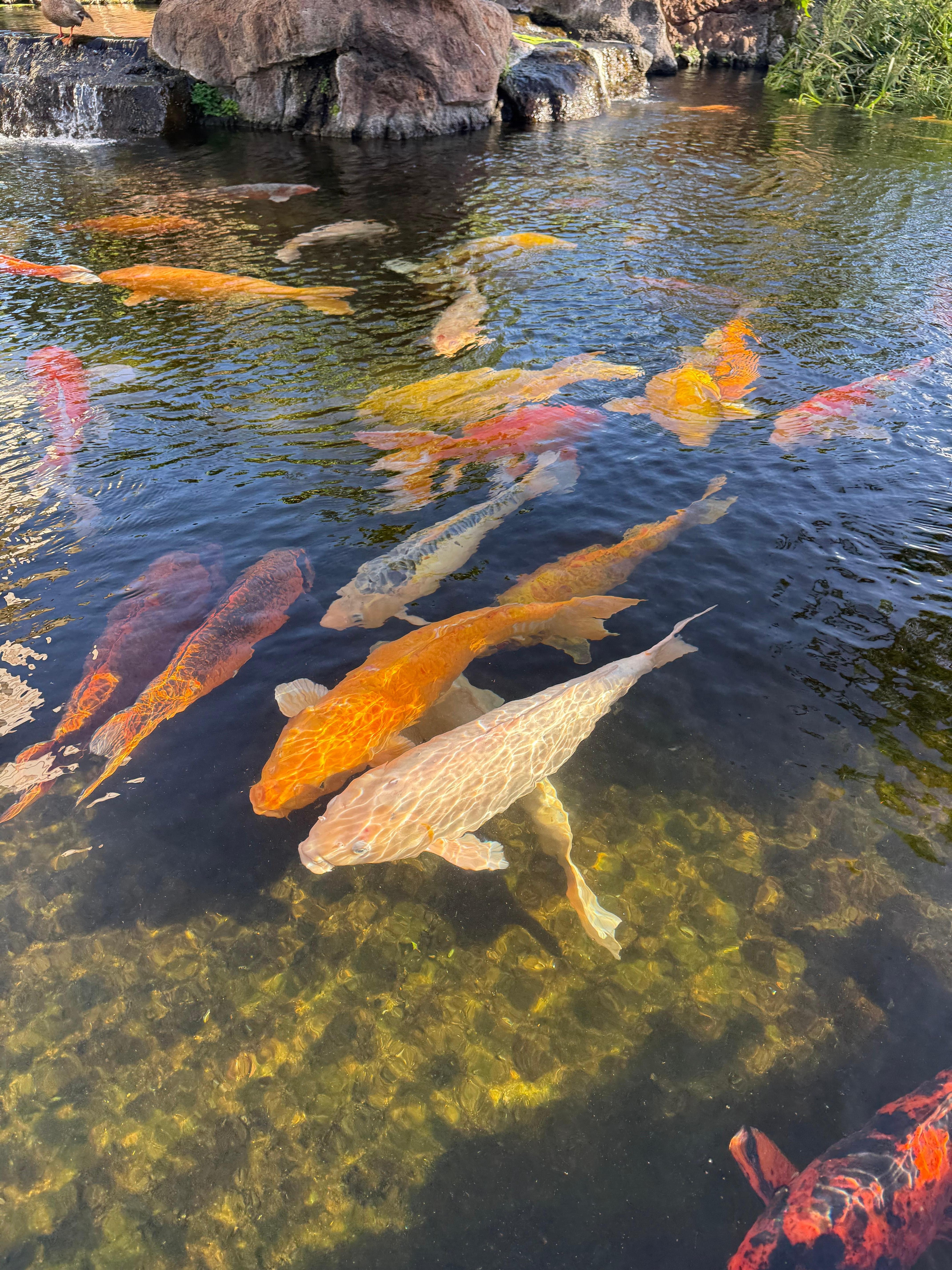 Beautiful koi pond. Large fish. 