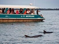 Dolphin boat tour
