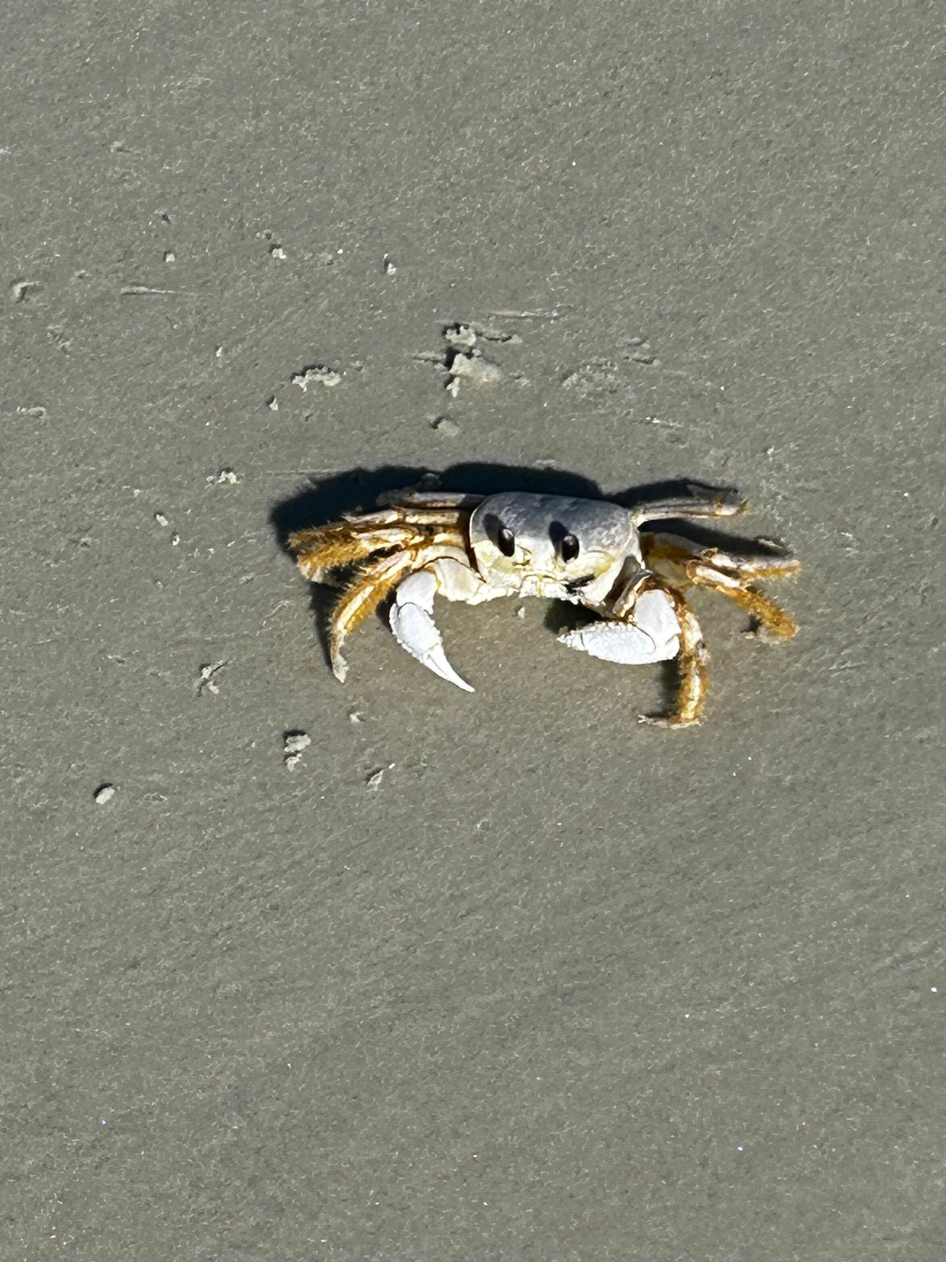 Crab greeting 