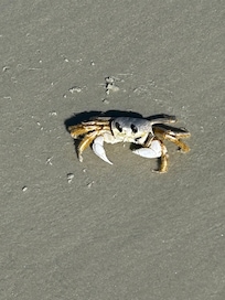 Crab greeting