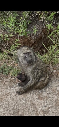 Baboon