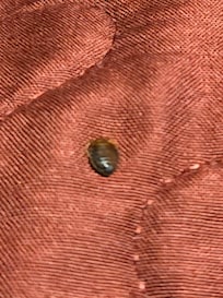 Bed bug